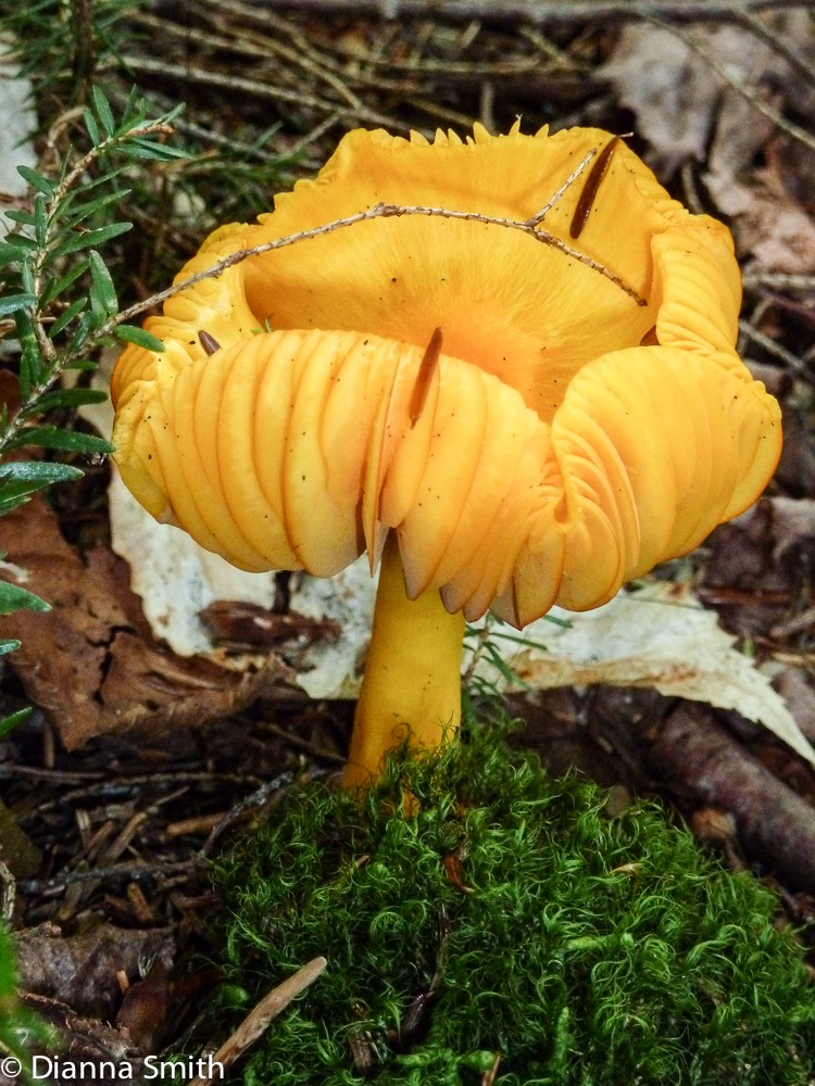 Humidicutis marginata var. concolor (Hygrocybe marginata var. concolor)1020625