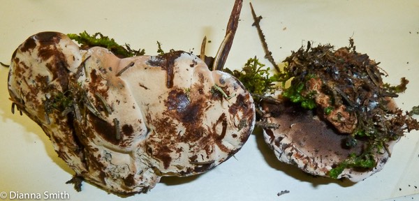 Hydnellum ferrugineum1020204