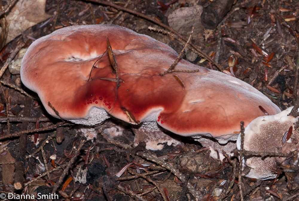 Hydnellum peckii1010427