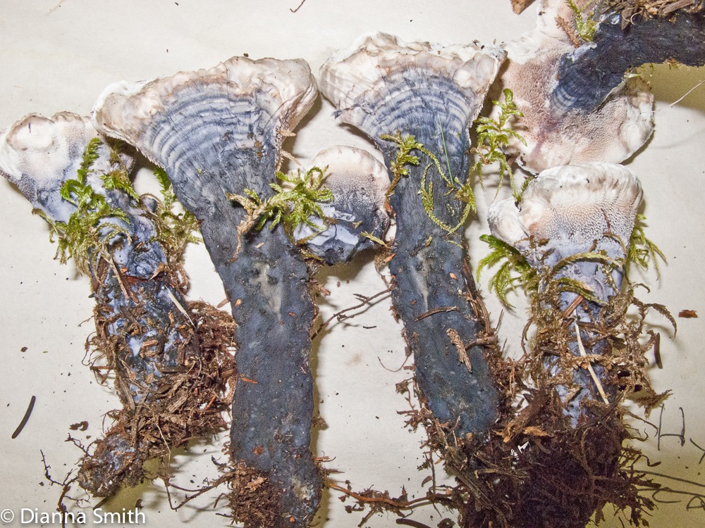 Hydnellum suaveolens2135