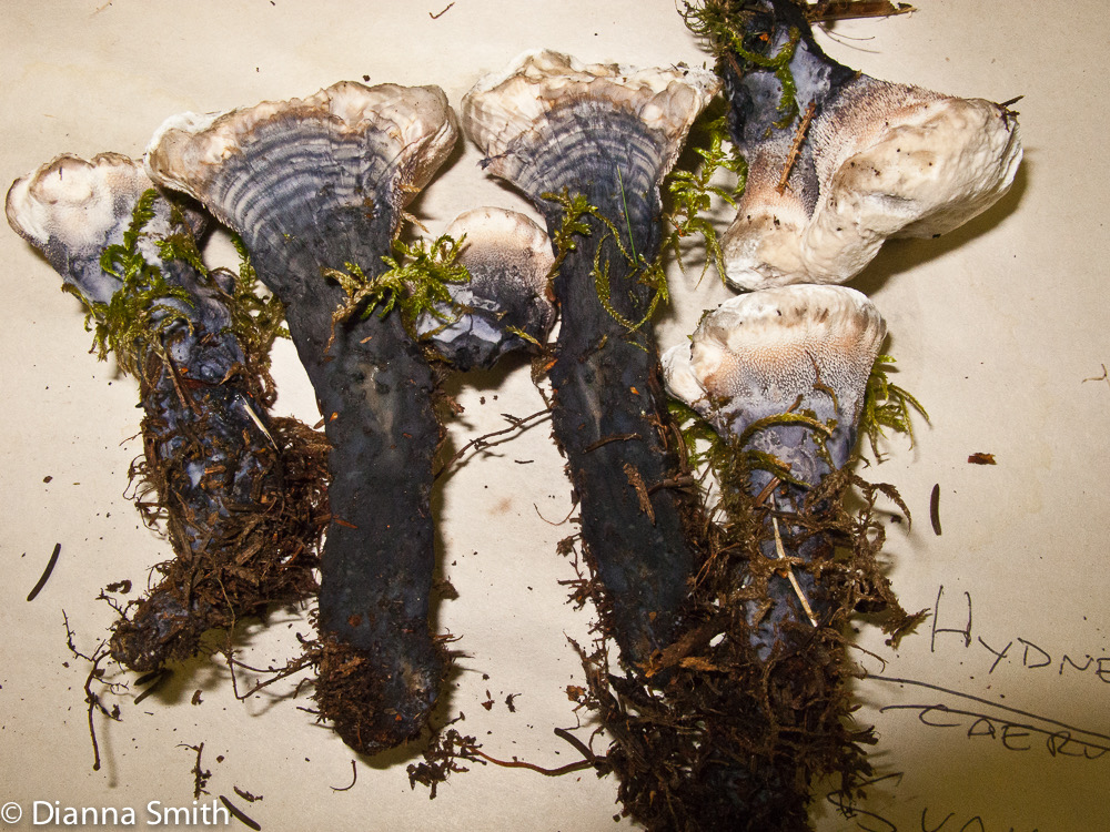Hydnellum suaveolens_2138