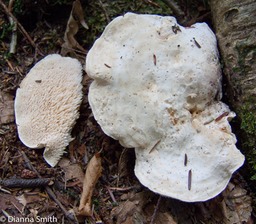 Hydnum repandum var. album090306021