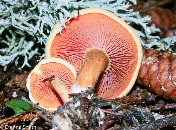 Hygrophoropsis aurantiacus1547