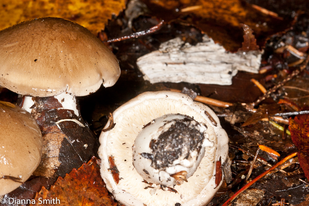 Hygrophorus agathosomus6422