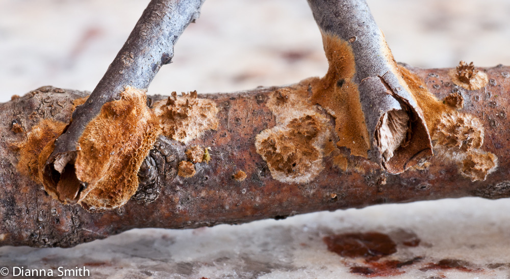 Pseudochaete corrugata (Hymenochaete agglutinans)1020605