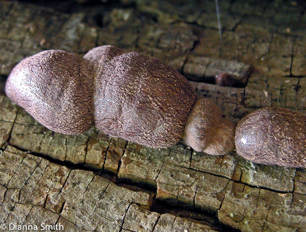 Hypoxylon fragiforme 4815