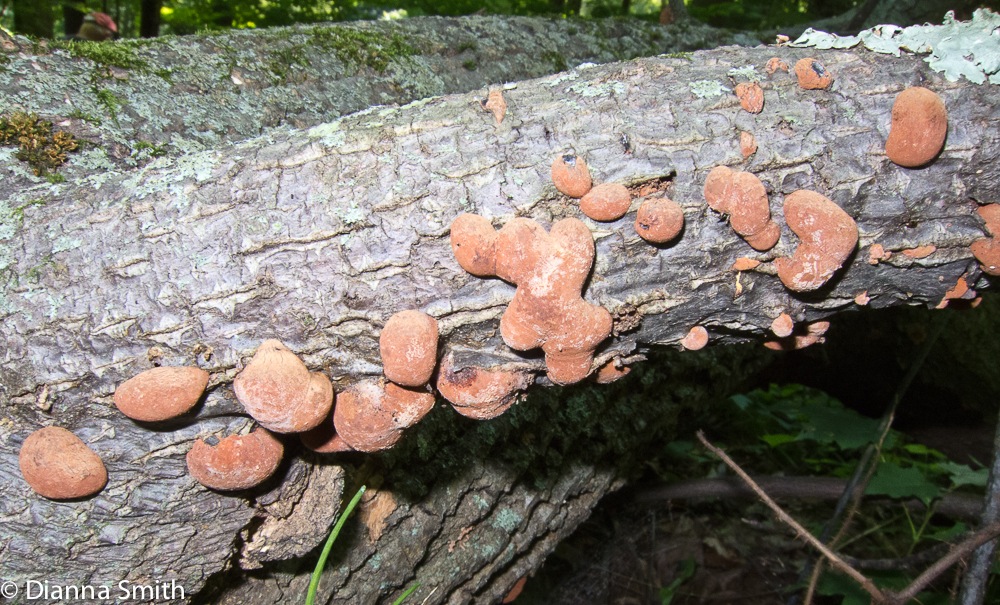 Hypoxylon fragiforme1415