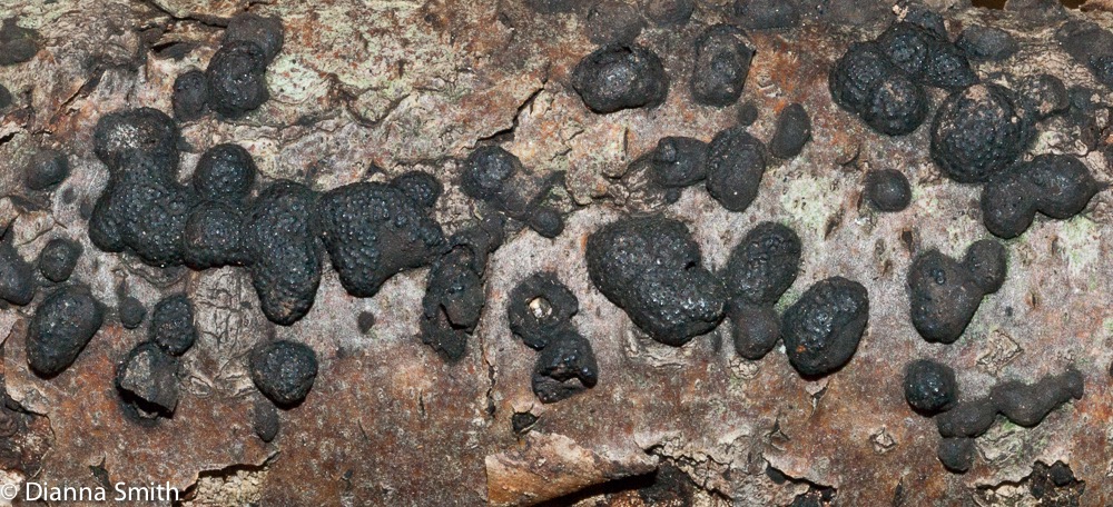 Hypoxylon multiforme04380