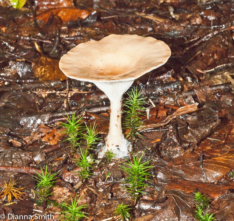 Infundibulicybe (Clitocybe) gibba02098