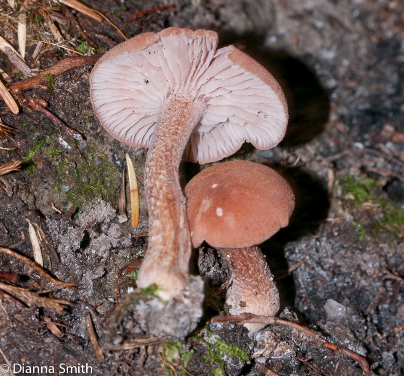 Laccaria nobilis1010706