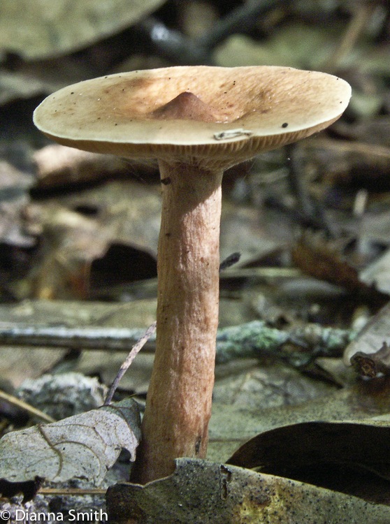 Lactarius camphoratus0496