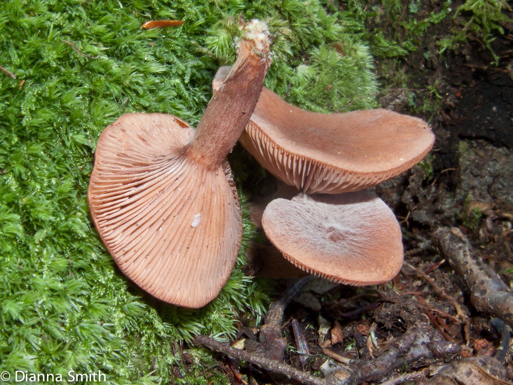 Lactarius camphoratus5310-1