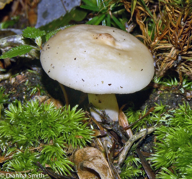 Lactarius chrysorrheus3524