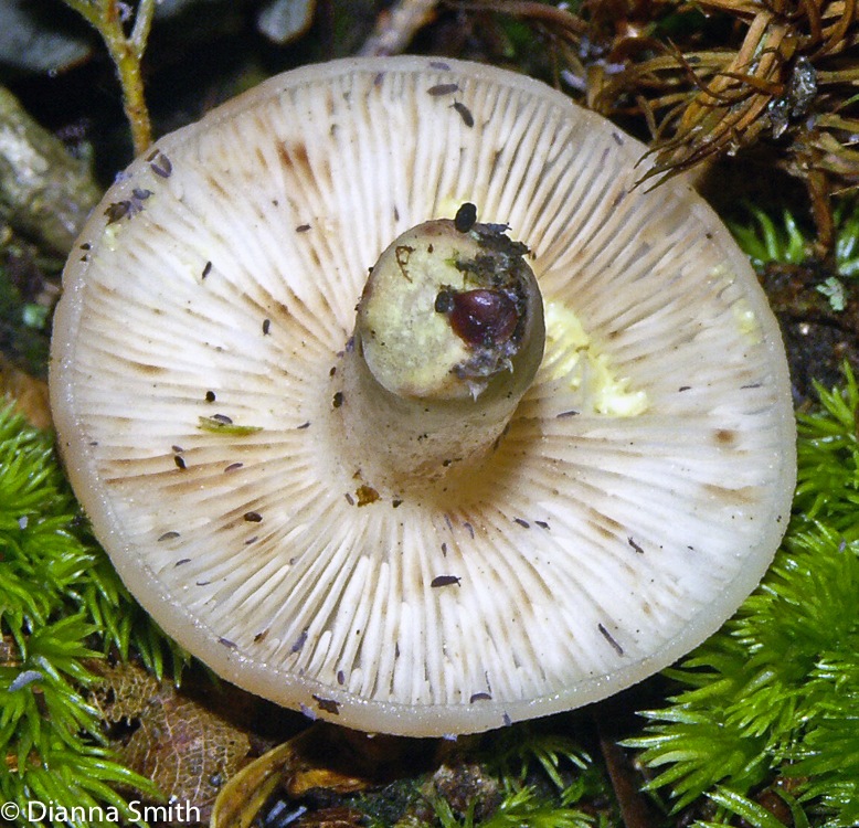 Lactarius chrysorrheus3525