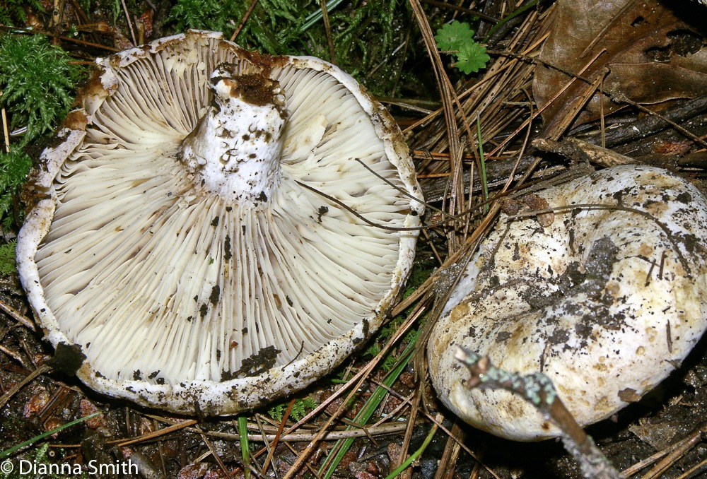 Lactarius deceptivus0521