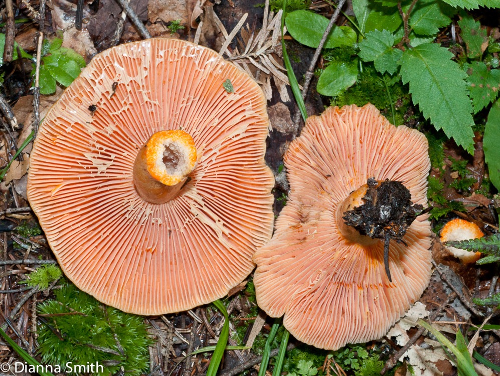 Lactarius deterrimus01824