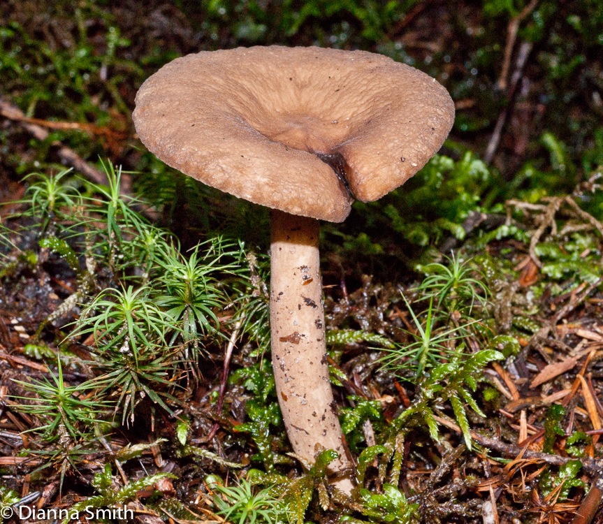 Lactarius gerardii01834