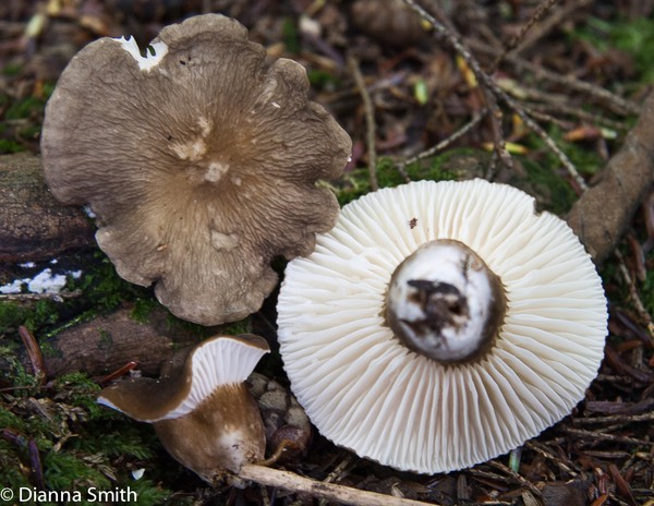 Lactarius gerardii5711
