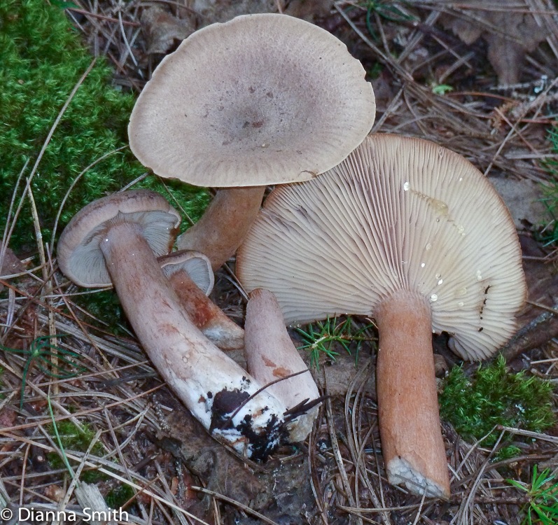 Lactarius helvus (= aquifluus)1020389