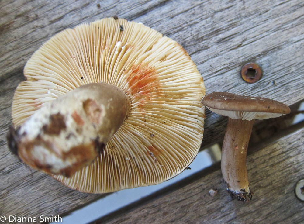 Lactarius lignyotus_1852