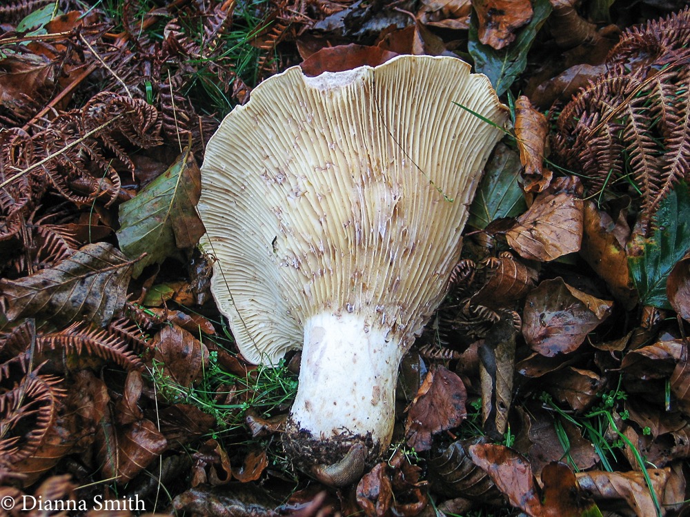 Lactarius maculatus Peck 4