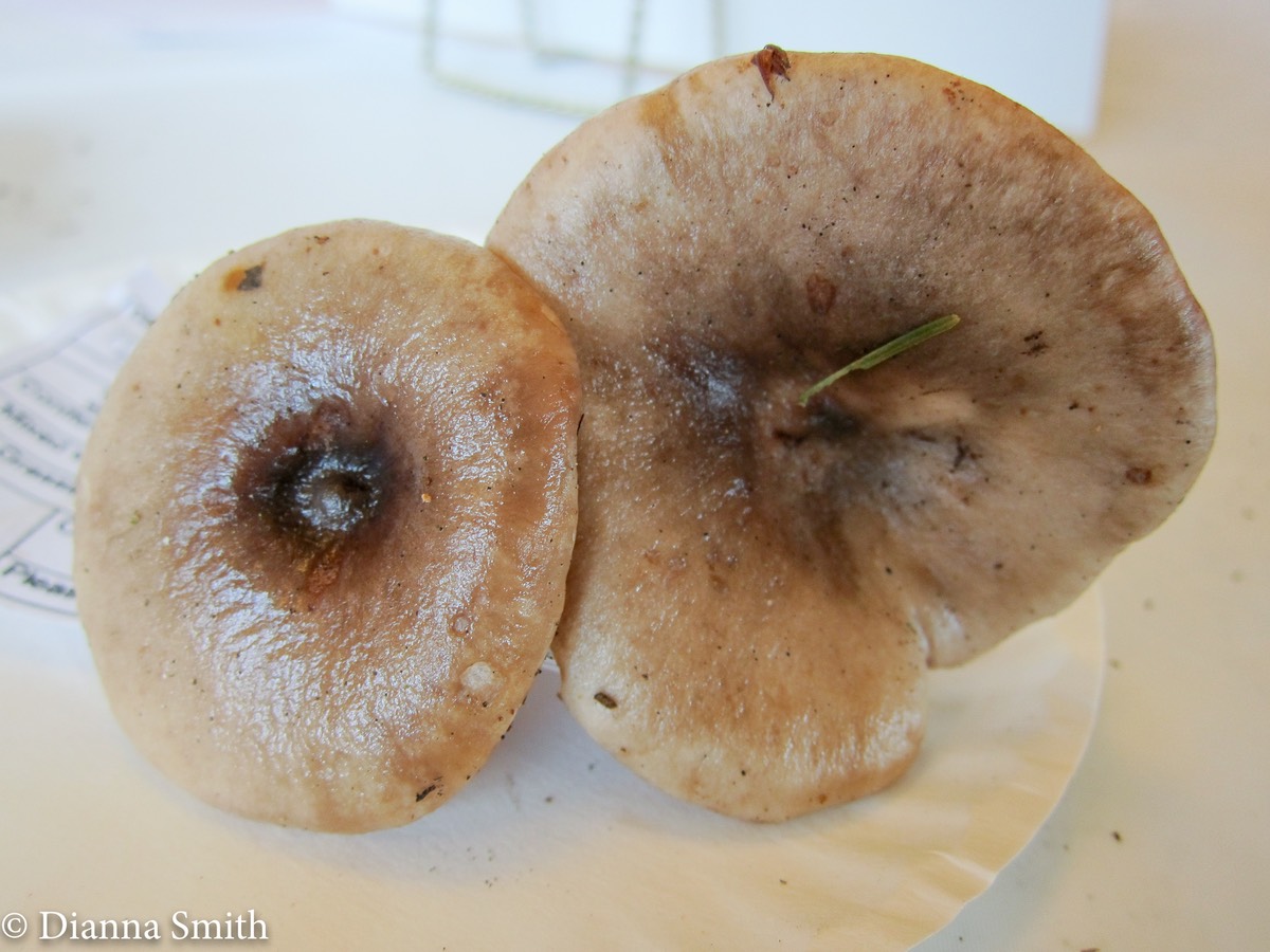 Lactarius mucidus_2321