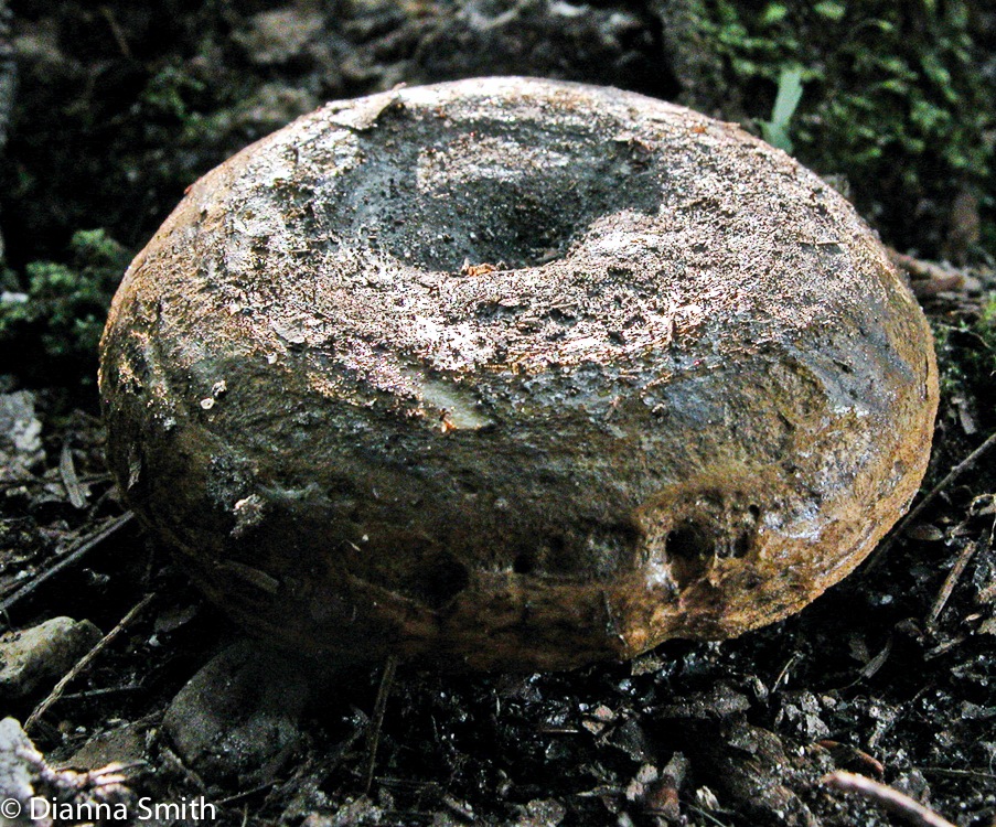 Lactarius turpis6961