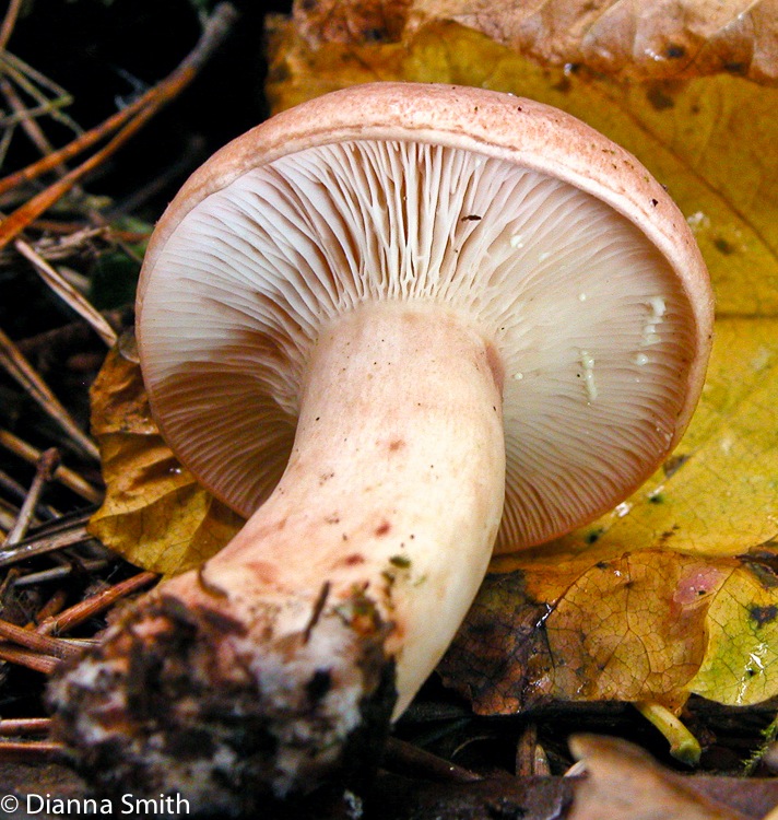 Lactarius vinaceorufescens 8482