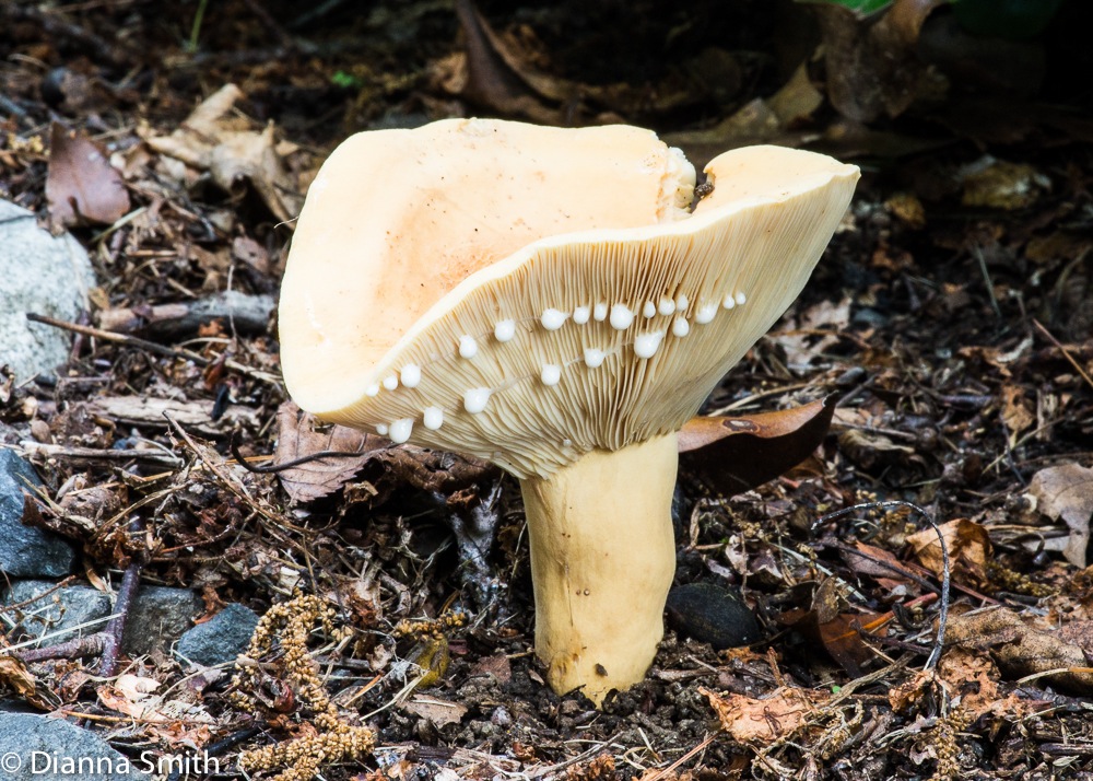 Lactarius volemus var. flavus00178