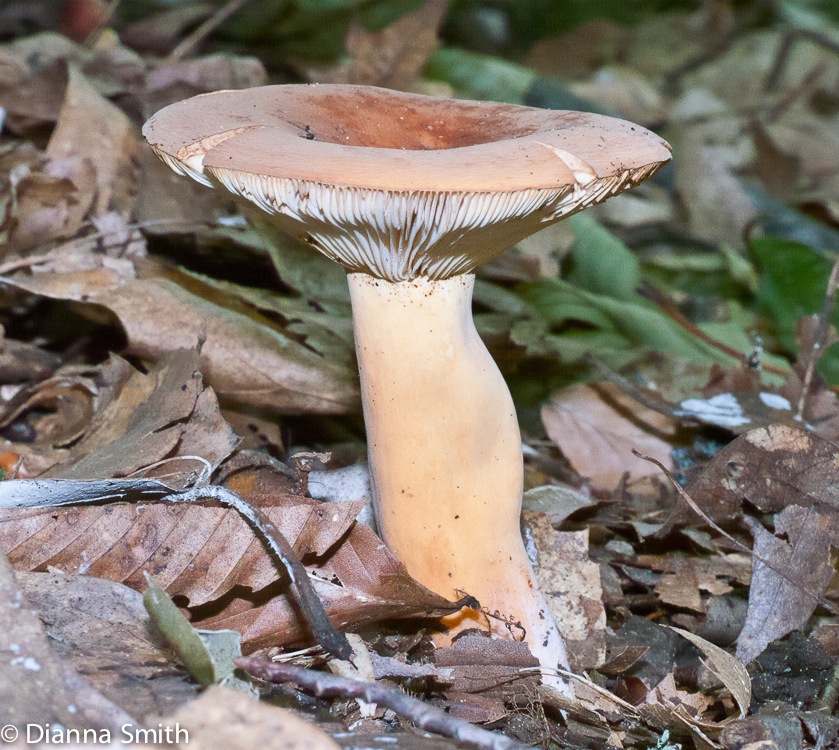 Lactarius volemus1030239