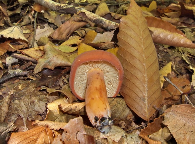 Lactarius hygrophoroides10050064