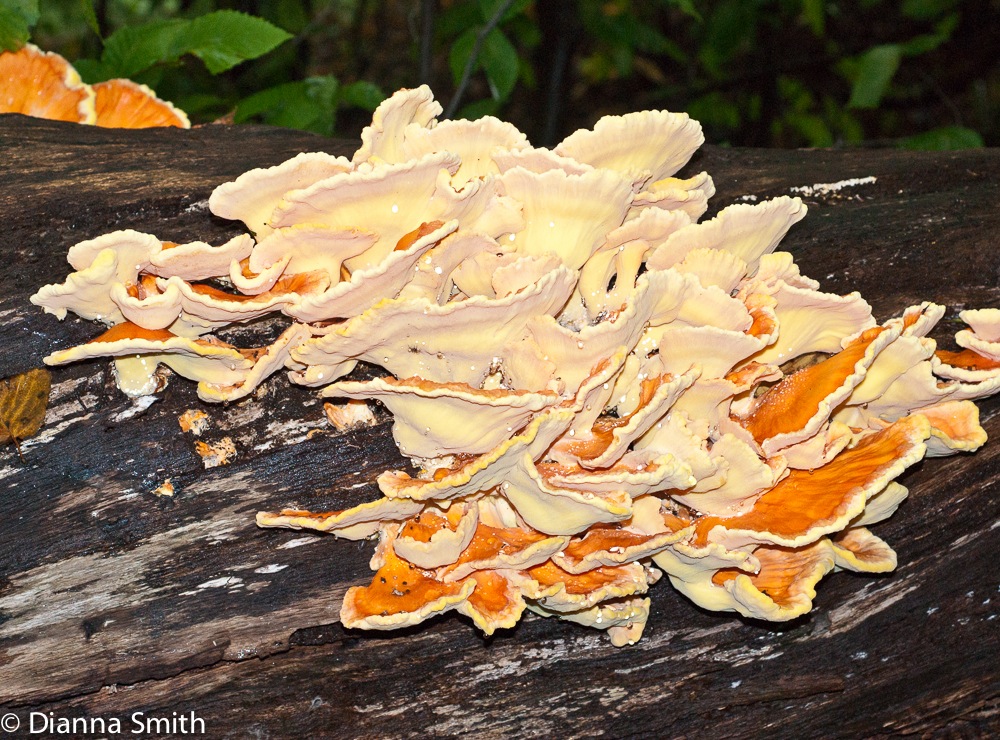 Laetiporus sulphureus06137