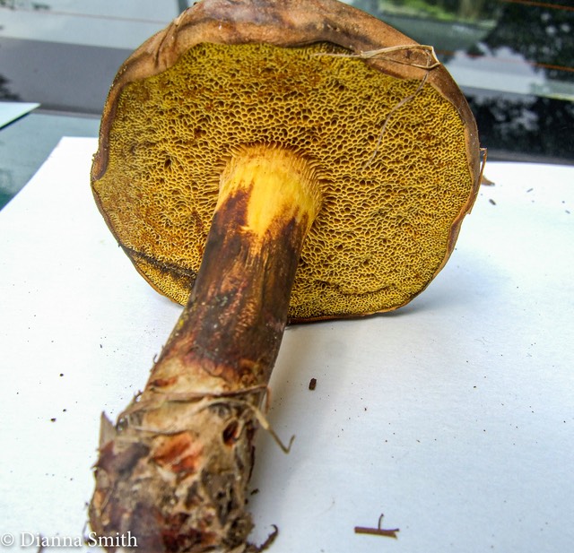 Lanmaoa pseudosensibilis Boletus brown cap8885