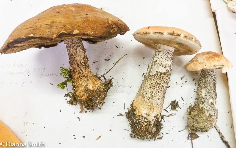 Leccinum atrostipitatum1020032