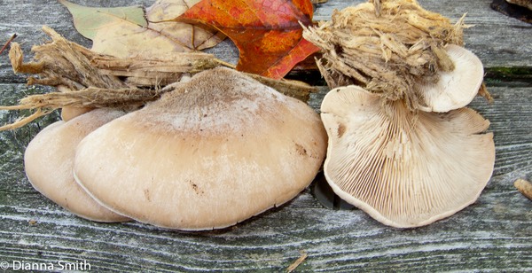 Lentinellus ursinus5728