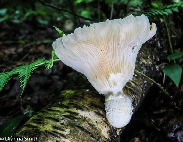 Lentinus levis (Polyporaceae)  0037