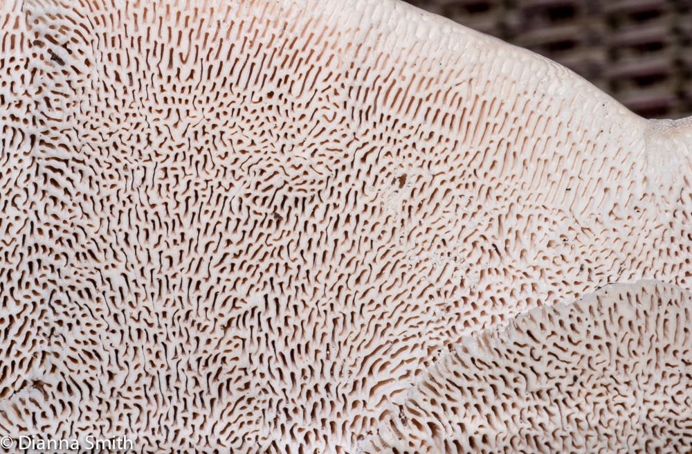 Lenzites (Trametes) gibbosa1020397