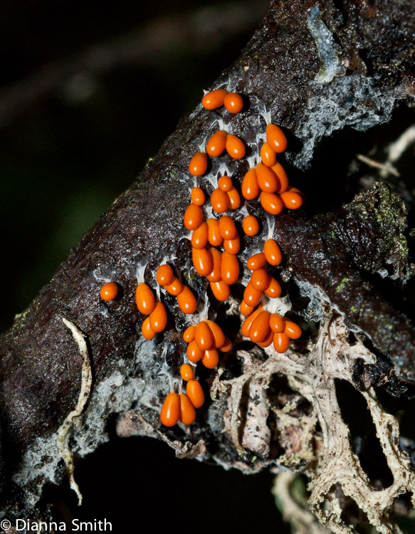 Leocarpus fragilis02210