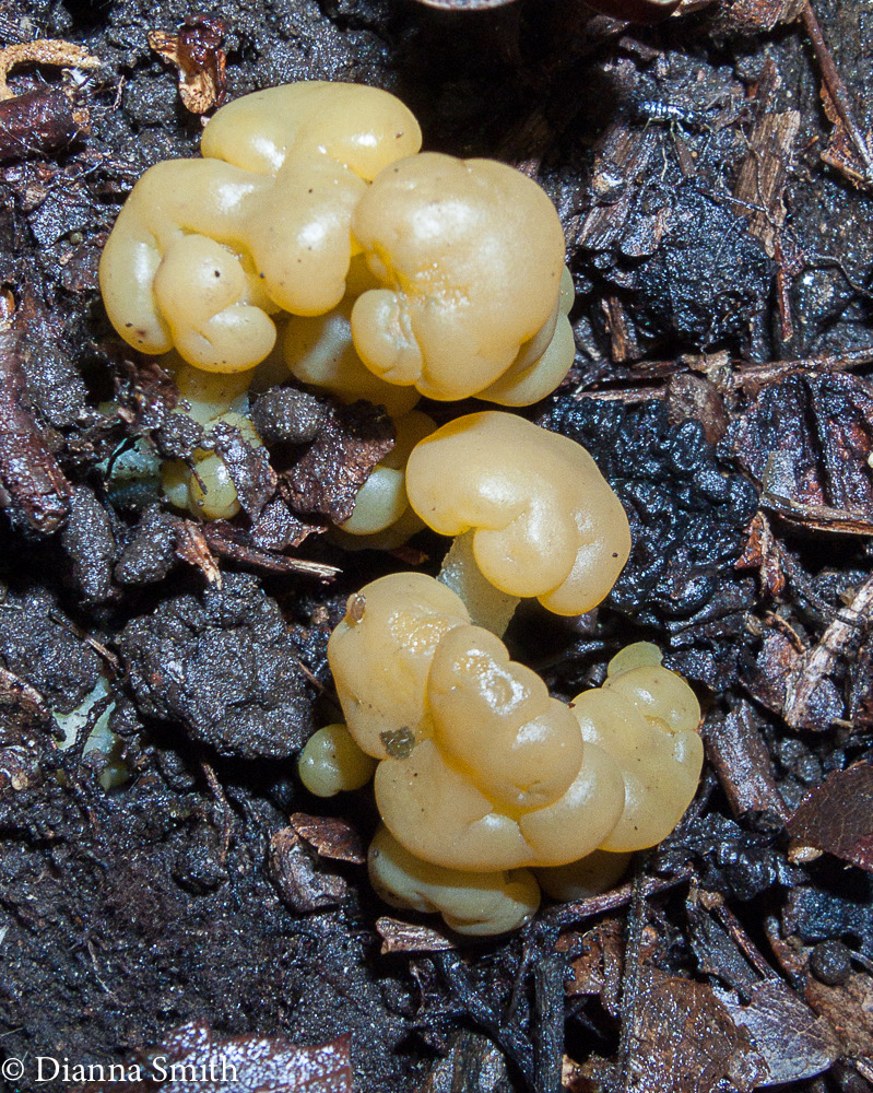Leotia lubrica3107