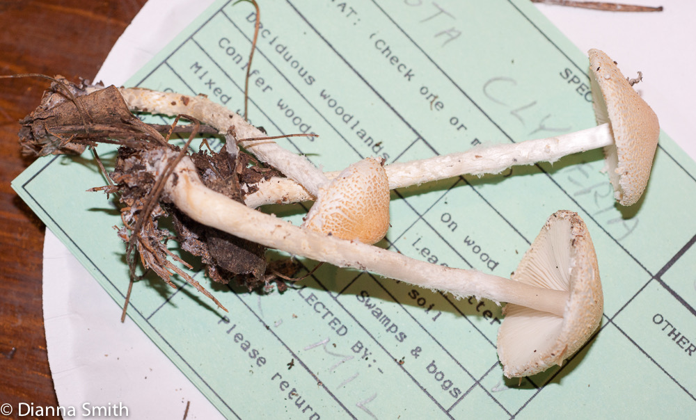 Lepiota clypolaria01221