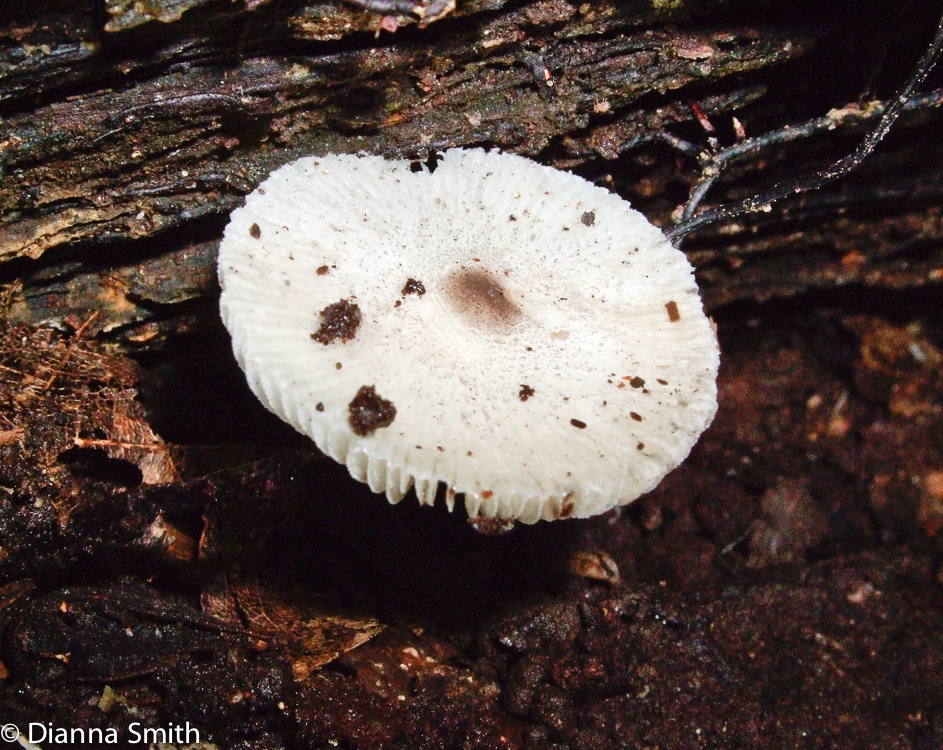 Leucoagaricus atrodiscus (Lepiota atrodisca) 1100