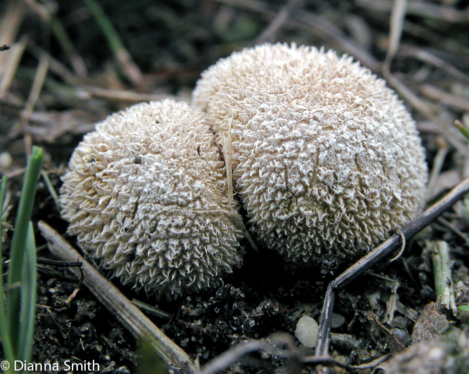 Lycoperdon curtisii2043a
