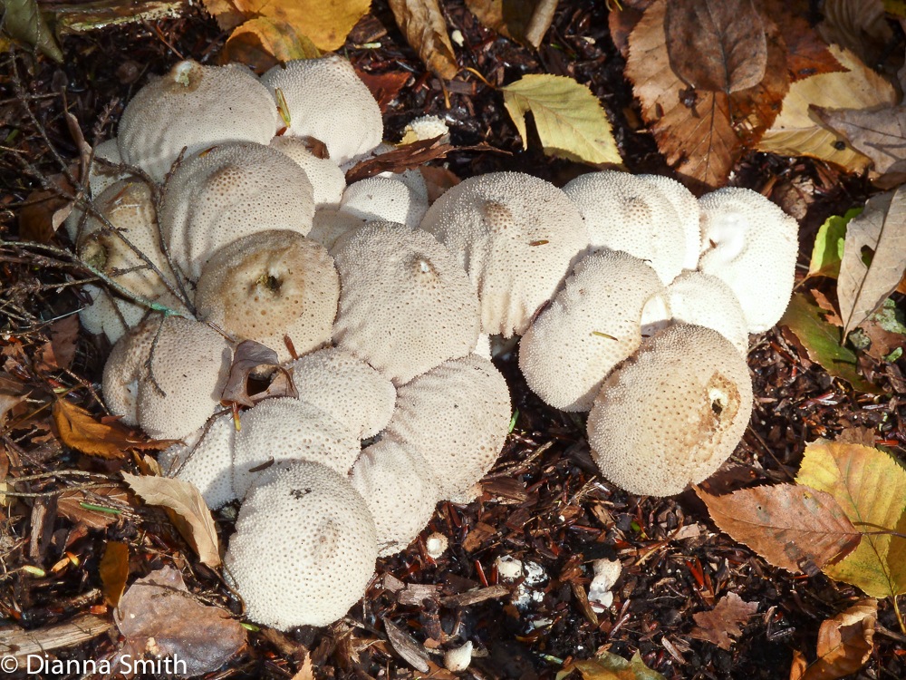 Lycoperdon perlatum1020928