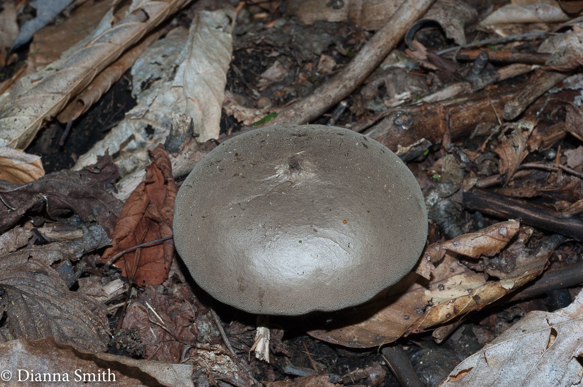 Lycoperdon pulcherrimum 02493