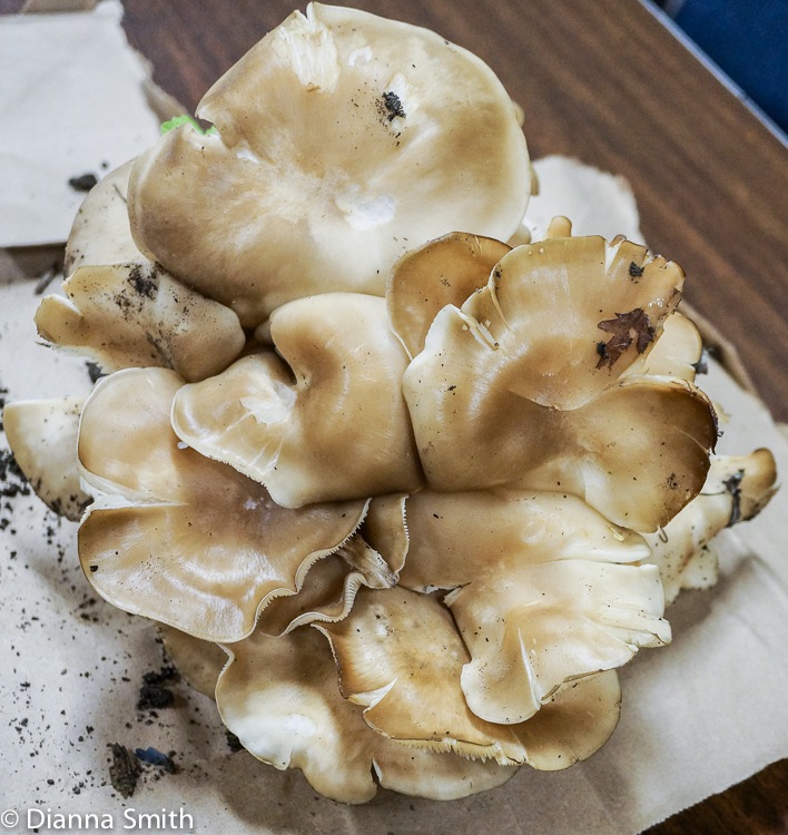 Lyophyllum decastes00310