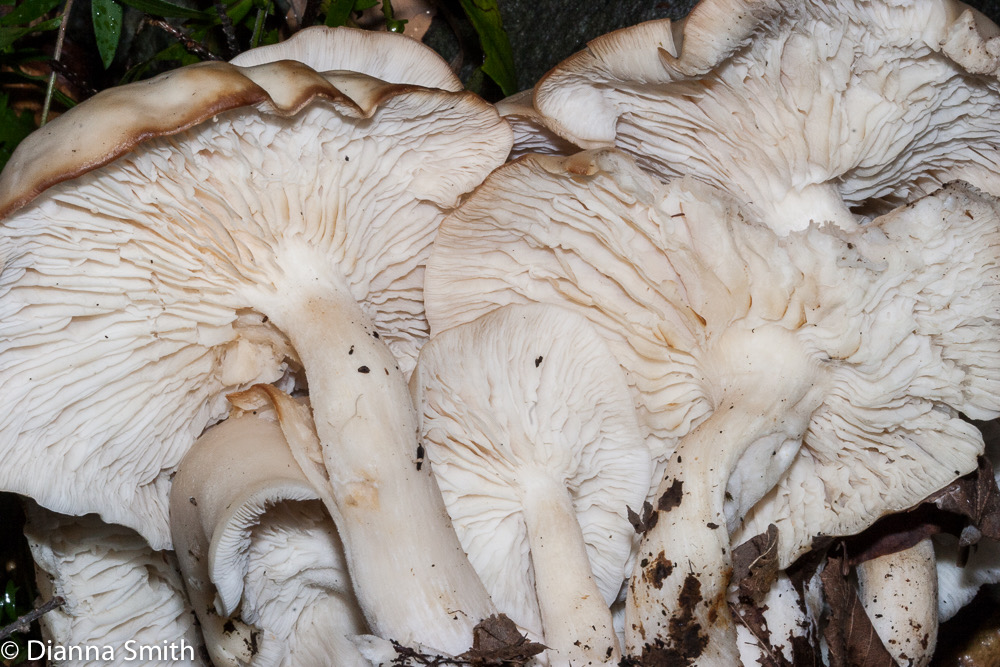 Lyophylum connatum6870