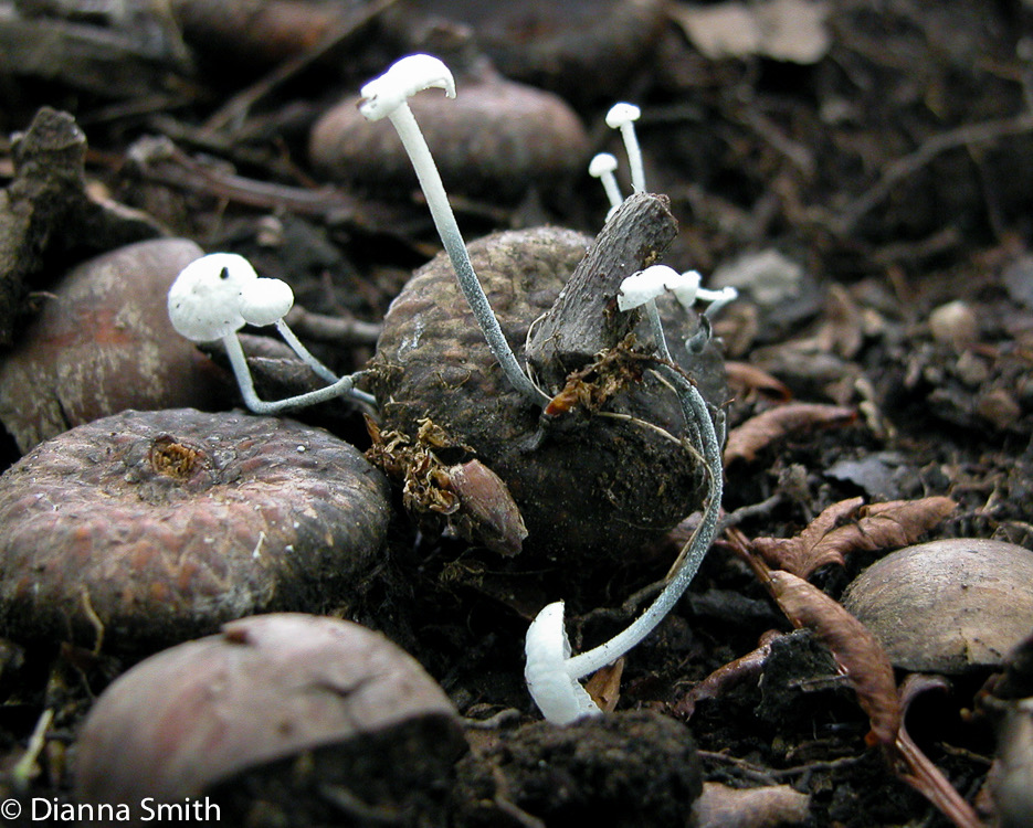 Marasmiellus nigripes5905