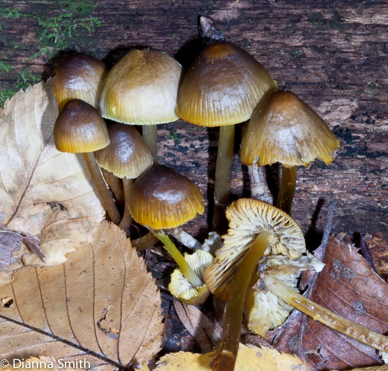 Marasmius cohaerens7035