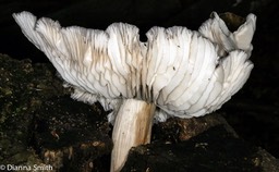 Megacollybia rodmani(Tricholomopsis platyphylla)1000187