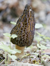 Morchella angusticeps (Morchella elata)1836